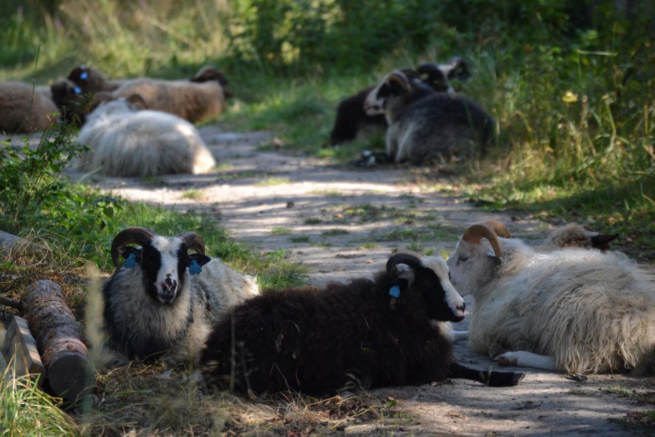 Braennskaer Cottages & Glamping Pargas Buitenkant foto